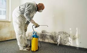 Preston Heights, IL Mold Removal & Remediation Company